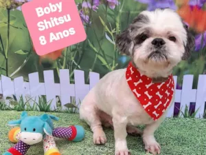 Cachorro raça Shitzu idade 6 ou mais anos nome Boby