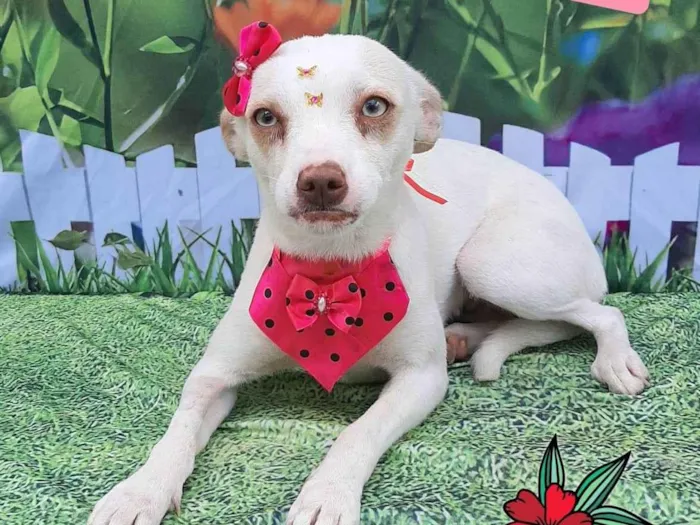 Cachorro raça SRD-ViraLata idade 1 ano nome Crystal