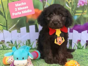Cachorro raça SRD-ViraLata idade 2 a 6 meses nome Bolinha 