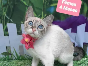 Gato raça SRD-ViraLata idade 2 a 6 meses nome Aurora