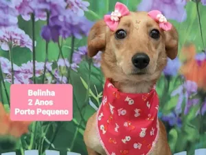 Cachorro raça SRD-ViraLata idade 2 anos nome Belinha 
