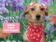 Cachorro raça SRD-ViraLata idade 2 anos nome Belinha 
