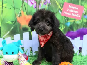 Cachorro raça SRD-ViraLata idade 2 a 6 meses nome Romeu