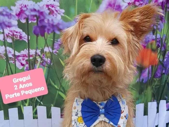 Cachorro raça SRD-ViraLata idade 2 anos nome Gregui