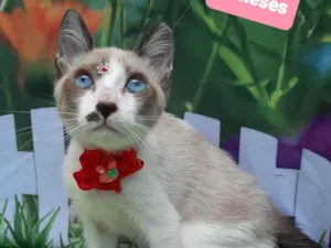Cachorro raça SRD-ViraLata idade 2 a 6 meses nome Kiara