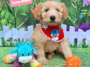 Cachorro raça SRD-ViraLata idade 2 a 6 meses nome Levi