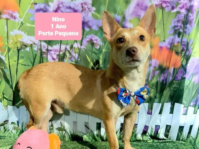 Cachorro raça SRD-ViraLata idade 1 ano nome Nino