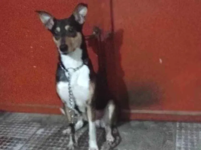 Cachorro ra a Srd idade 2 anos nome Menina