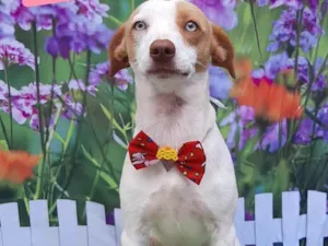 Cachorro raça SRD-ViraLata idade 1 ano nome Juninho