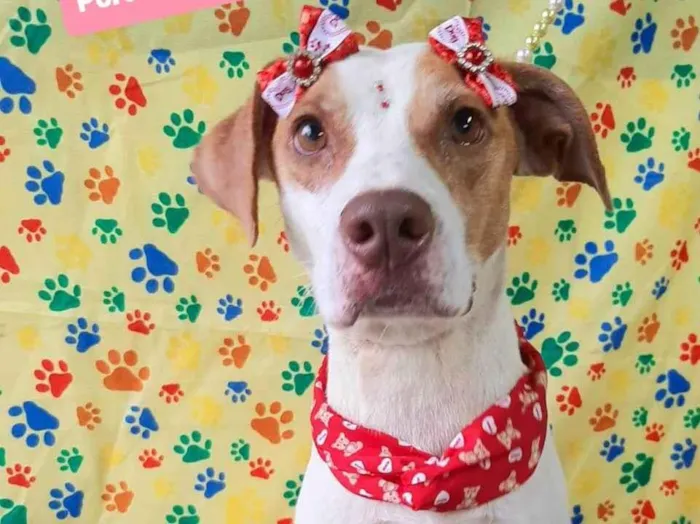 Cachorro raça SRD-ViraLata idade 2 anos nome Mel