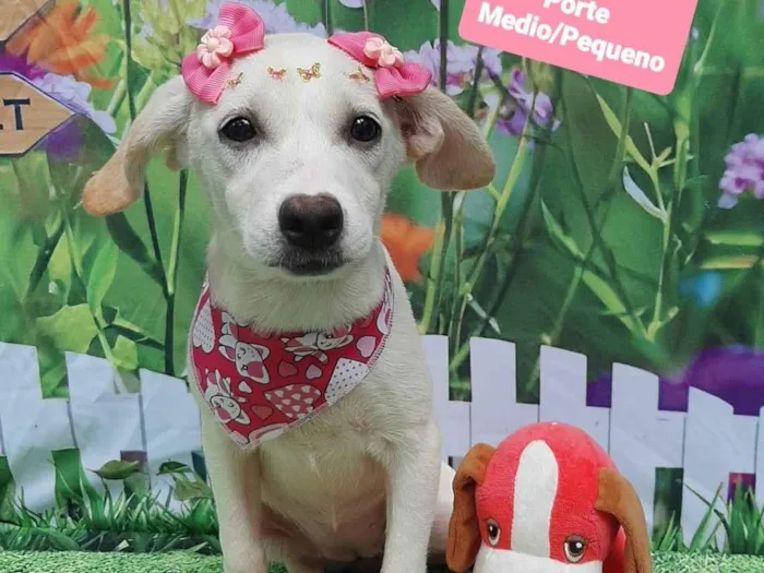 Cachorro raça SRD-ViraLata idade 2 a 6 meses nome Cris