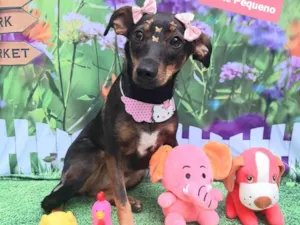 Cachorro raça SRD-ViraLata idade 1 ano nome Rebeca