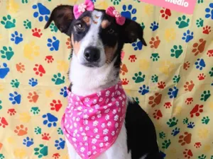 Cachorro raça SRD-ViraLata idade 2 anos nome Frida