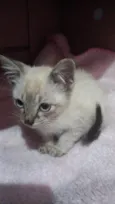 Gato raça Nao sej idade Abaixo de 2 meses nome Nao tem