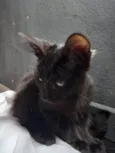 Gato raça Nao sej idade Abaixo de 2 meses nome Nao tem