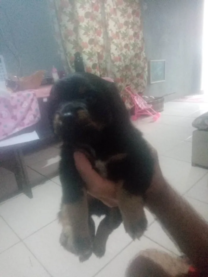 Cachorro ra a Sem raça definido  idade 2 a 6 meses nome Bilu