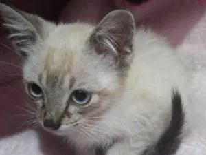 Gato raça Nao sej idade Abaixo de 2 meses nome Nao tem