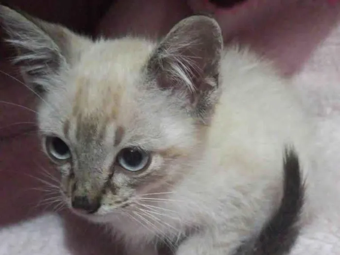 Gato raça Nao sej idade Abaixo de 2 meses nome Nao tem