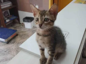 Gato raça SRD-ViraLata idade 2 a 6 meses nome TOM