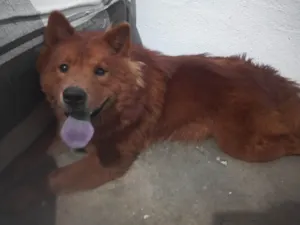 Cachorro raça Chow Chow idade 7 a 11 meses nome Thor