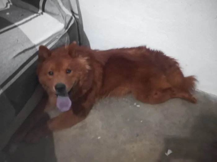 Cachorro raça Chow Chow idade 7 a 11 meses nome Thor
