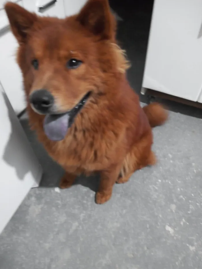 Cachorro raça Chow Chow idade 7 a 11 meses nome Thor