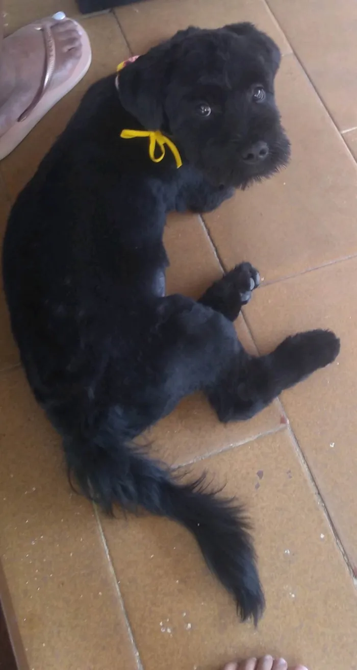 Cachorro ra a Shitzu mistura  idade 7 a 11 meses nome Âmbar 