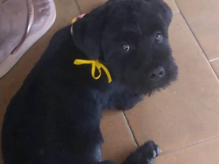 Cachorro ra a Shitzu mistura  idade 7 a 11 meses nome Âmbar 