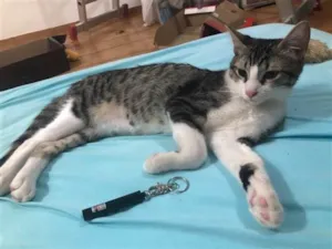 Gato raça SRD idade 2 a 6 meses nome Gandalf 