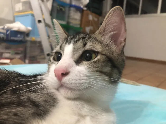 Gato ra a SRD idade 2 a 6 meses nome Gandalf 