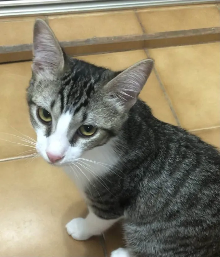 Gato ra a SRD idade 2 a 6 meses nome Gandalf 