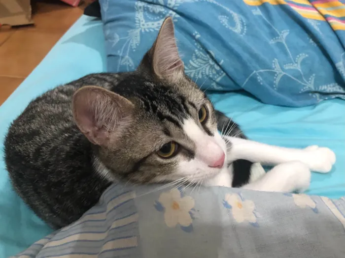 Gato ra a SRD idade 2 a 6 meses nome Gandalf 