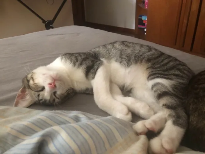 Gato ra a SRD idade 2 a 6 meses nome Gandalf 