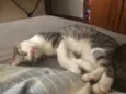 Gandalf