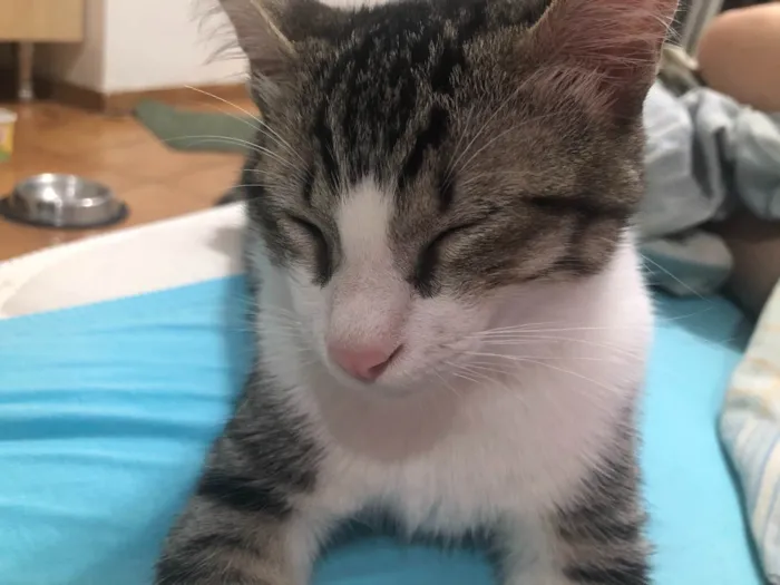 Gato ra a SRD idade 2 a 6 meses nome Gandalf 