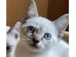 Gato raça Srd idade Abaixo de 2 meses nome Caetano e Elza