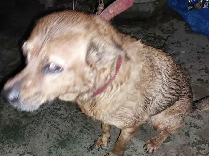 Cachorro ra a VIRA-LATA idade 6 ou mais anos nome LAYKA