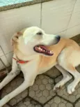 Rex