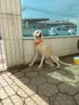 Rex