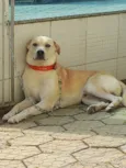 Rex