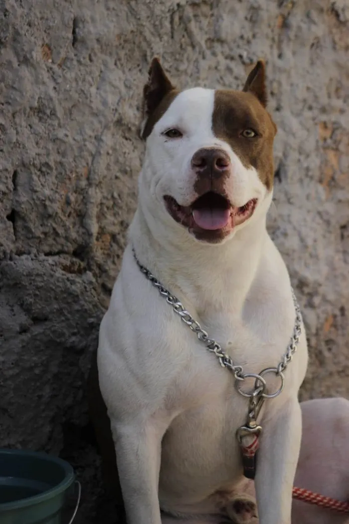 Cachorro ra a Pit-Bull idade 2 anos nome Loki 