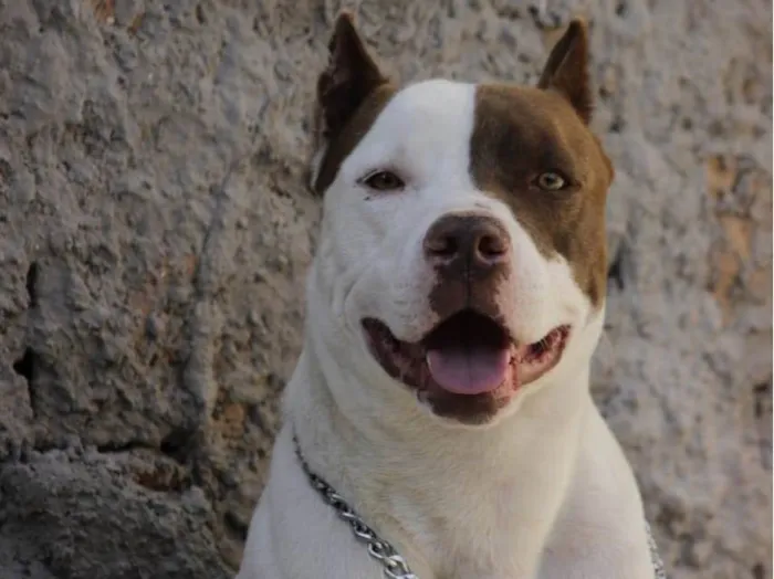 Cachorro ra a Pit-Bull idade 2 anos nome Loki 