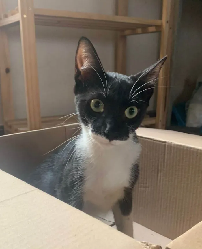 Gato ra a Srd idade 2 a 6 meses nome Figaro