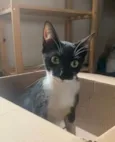 Figaro