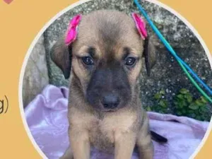 Cachorro raça SRD idade 2 a 6 meses nome Jujuba 