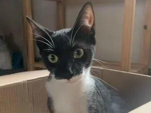 Gato raça Srd idade 2 a 6 meses nome Figaro