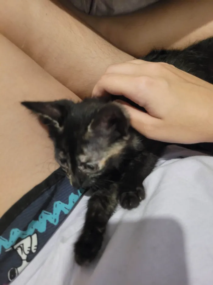 Gato raça SRD-ViraLata idade 2 a 6 meses nome Sem nome