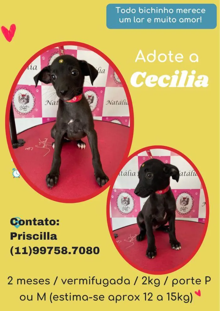 Cachorro raça SRD idade 2 a 6 meses nome Cecilia 