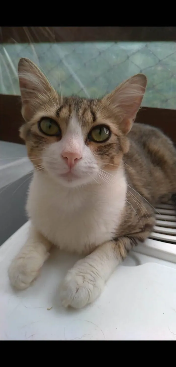 Gato ra a srd idade 7 a 11 meses nome CHERRY