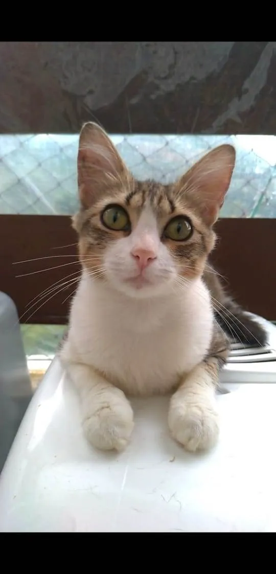 Gato ra a srd idade 7 a 11 meses nome CHERRY